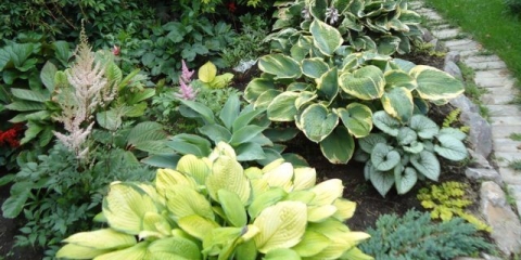 Kako hraniti domaćina u proljeće, ljeto, jesen, za zimu